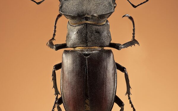 Beetle Lucanus cervus, (Linnaeus, 1758), stag beetle